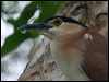 nankeen_night_heron_11612