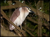 nankeen_night_heron_168089