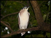 Click here to enter gallery and see photos of Rufous/Nankeen Night-Heron