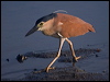 nankeen_night_heron_211063