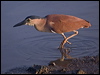 nankeen_night_heron_211069