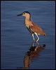nankeen_night_heron_211090