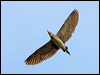 nankeen_night_heron_79971