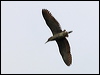 nankeen_night_heron_79979