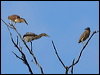 nankeen_night_heron_79981