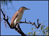 nankeen_night_heron_80037