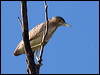 nankeen_night_heron_80039