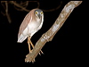 nankeen_night_heron_91481