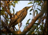 nankeen_night_heron_91643