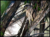 nankeen_night_heron_92454