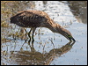 nankeen_night_heron_93009