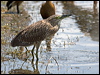 nankeen_night_heron_93011