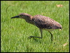 nankeen_night_heron_93017