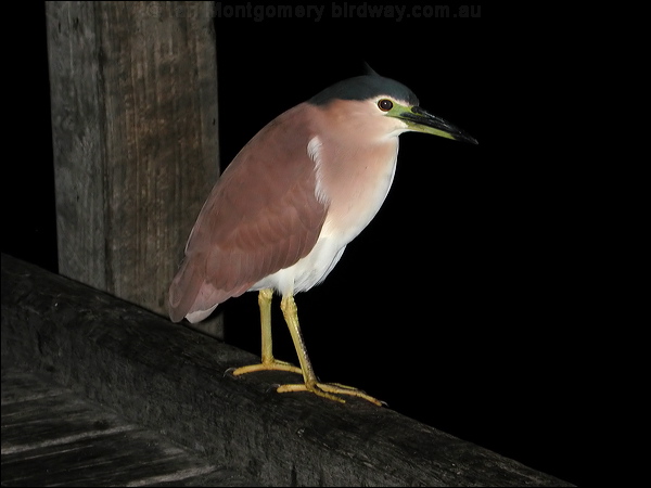 Nankeen Night Heron nankeen_night_heron_01721.jpg