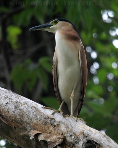 Nankeen Night Heron nankeen_night_heron_11593.jpg