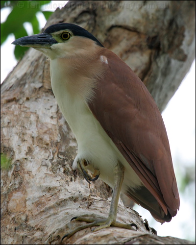 Nankeen Night Heron nankeen_night_heron_11610.jpg