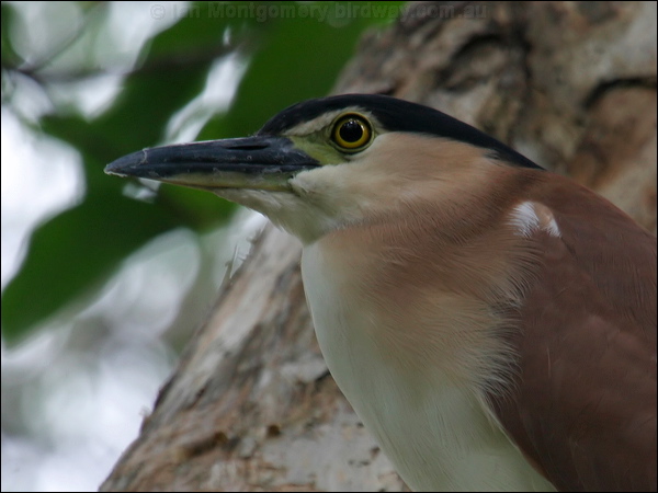 Nankeen Night Heron nankeen_night_heron_11612.jpg