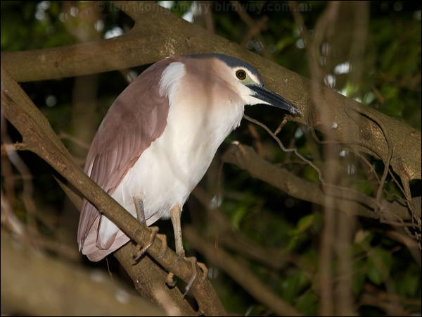 Nankeen Night Heron nankeen_night_heron_168089.psd