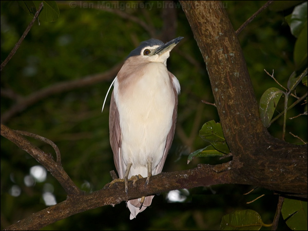 Nankeen Night Heron nankeen_night_heron_168099.psd