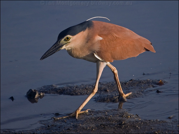 Nankeen Night Heron nankeen_night_heron_211063.psd