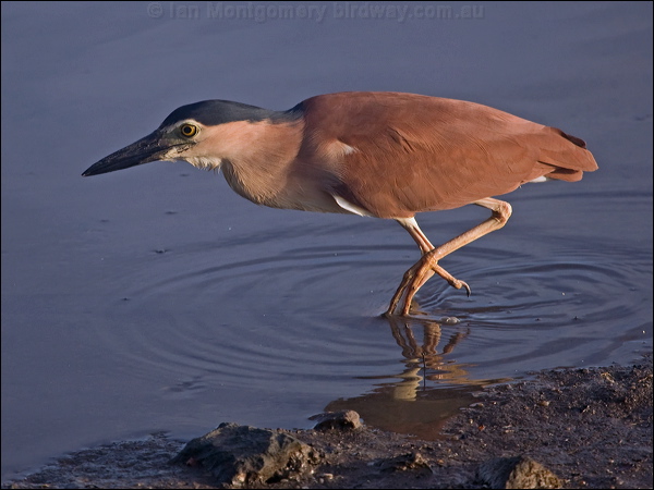Nankeen Night Heron nankeen_night_heron_211069.psd