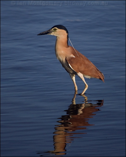 Nankeen Night Heron nankeen_night_heron_211090.psd
