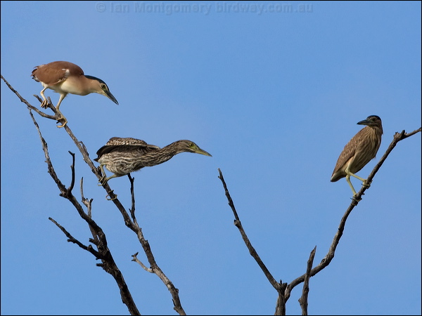 Nankeen Night Heron nankeen_night_heron_79981.psd