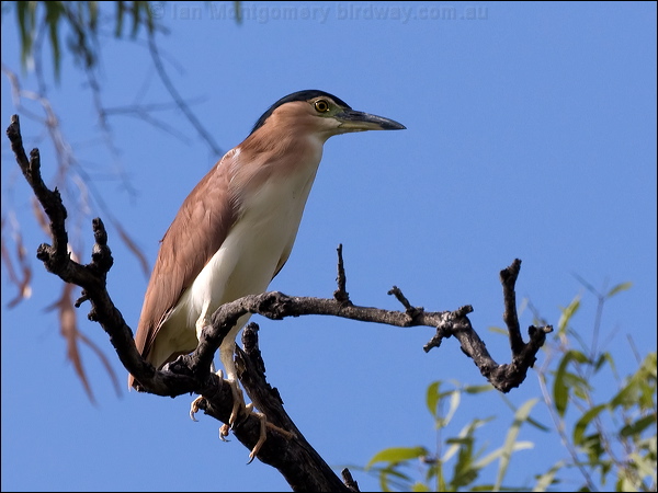 Nankeen Night Heron nankeen_night_heron_80037.psd