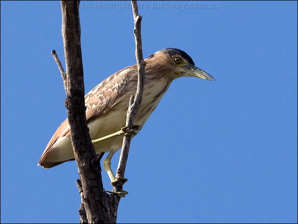 Nankeen Night Heron nankeen_night_heron_80039.psd