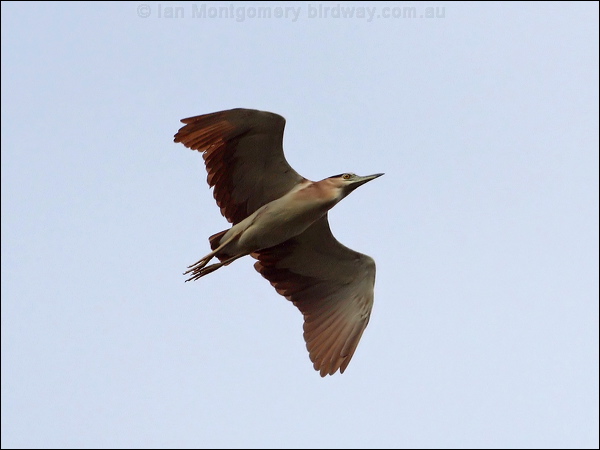 Nankeen Night Heron nankeen_night_heron_89977.psd
