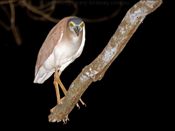 Nankeen Night Heron nankeen_night_heron_91481.psd