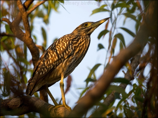 Nankeen Night Heron nankeen_night_heron_91643.psd