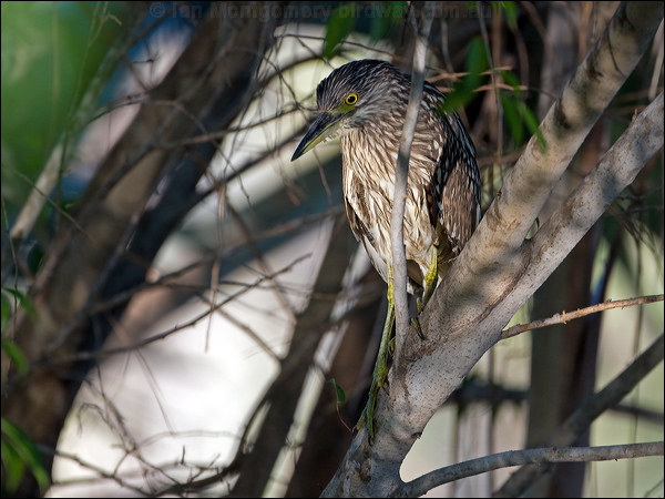 Nankeen Night Heron nankeen_night_heron_92454.psd