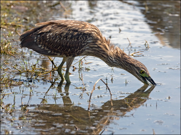 Nankeen Night Heron nankeen_night_heron_93009.psd