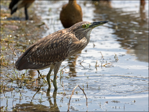 Nankeen Night Heron nankeen_night_heron_93011.psd