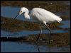 snowy_egret_108682