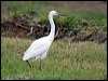 snowy_egret_22873