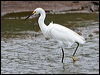 snowy_egret_27417
