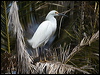 snowy_egret_66191
