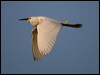 snowy_egret_66534