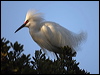 snowy_egret_66547