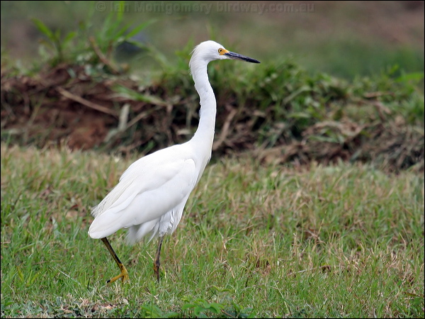 Snowy Egret snowy_egret_22873.jpg