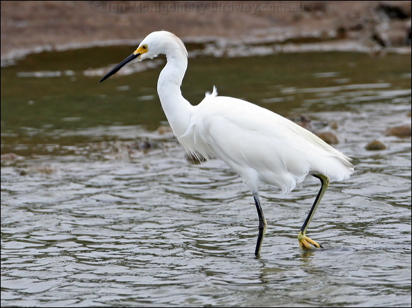 Snowy Egret snowy_egret_27417.jpg
