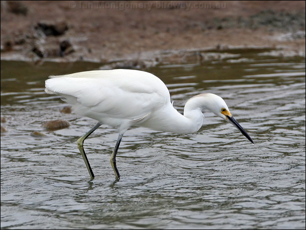 Snowy Egret snowy_egret_27418.jpg