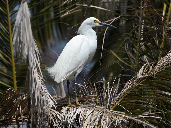 Snowy Egret snowy_egret_66191.psd