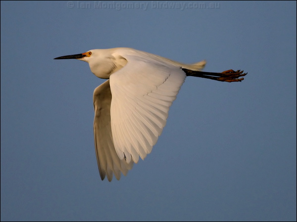 Snowy Egret snowy_egret_66534.psd