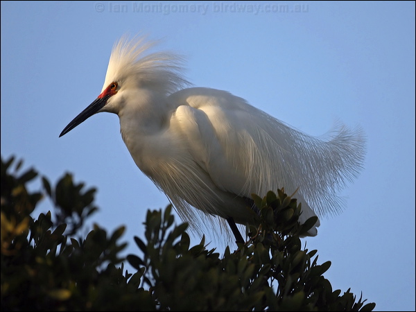 Snowy Egret snowy_egret_66547.psd