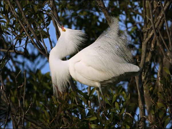 Snowy Egret snowy_egret_66562.psd