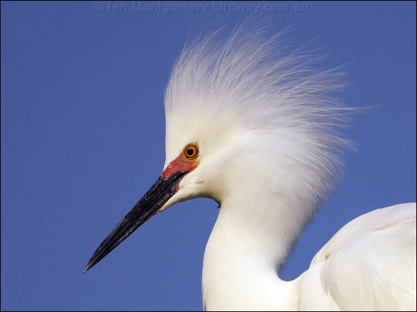 Snowy Egret snowy_egret_66601.psd