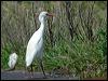 west_cattle_egret_04796